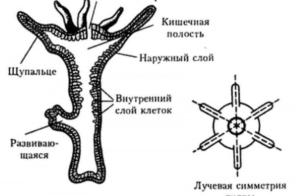 Kraken официальный сайт ссылка